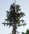 Camouflaged Communication Tower (Pine Tree Tower)