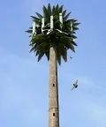 Camouflaged Communication Tower (Palm Tree Tower)