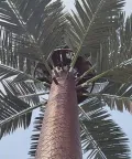 Camouflaged Communication Tower (Palm Tree Tower)